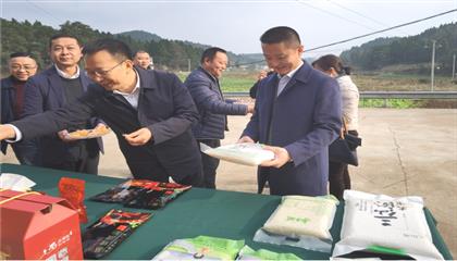 市委常委、政法委书记刘波澜带队调研领导定点助扶村村落振兴工作