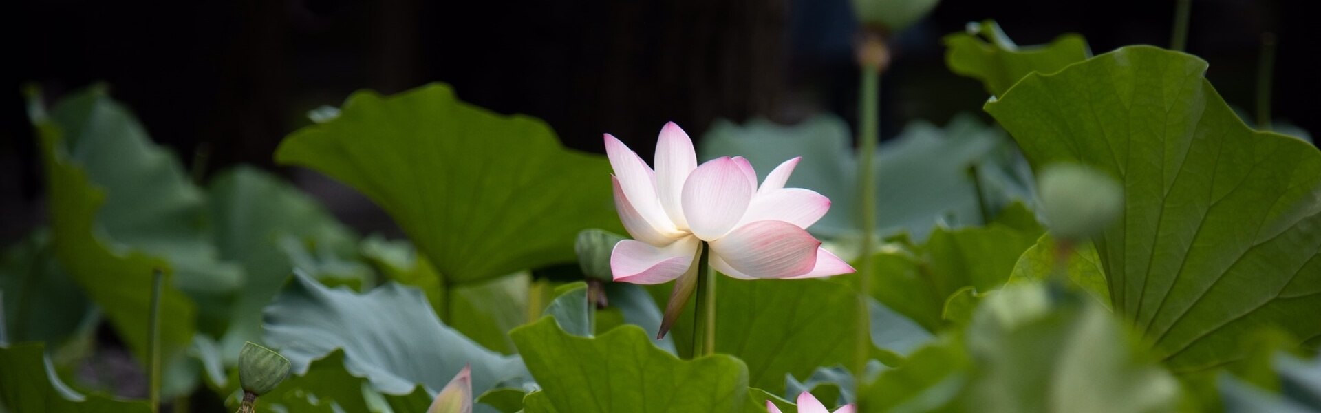 清廉之窗